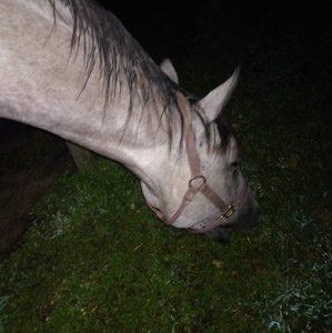 Meet your Posher, Scarlett rose